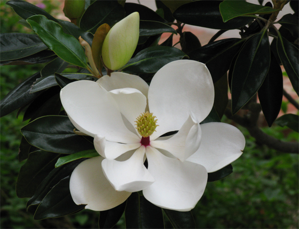 Flowers/Magnolia
