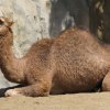 camel-2