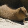 capybara-1