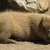 capybara-3