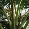 coconut-10