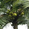 coconut-9