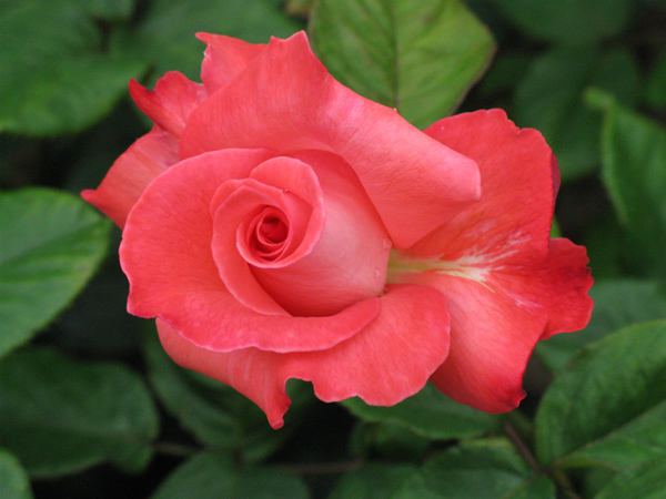 Rose ROSE