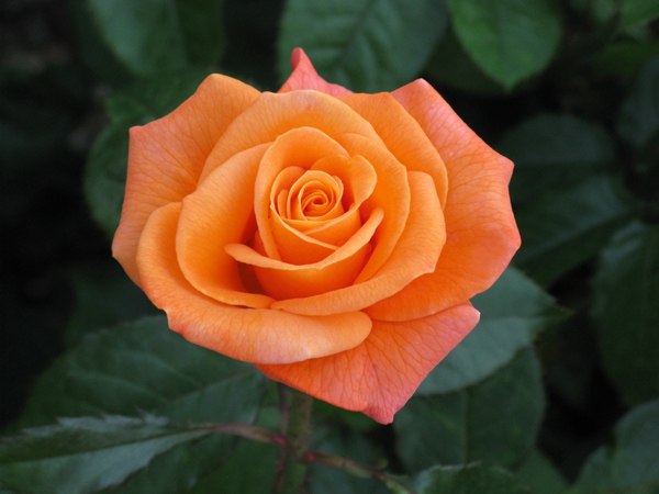 Rose ROSE